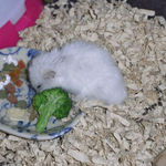 ブロッコリーを食べるアイ