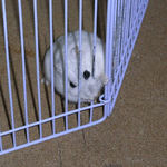 サークルカジカジ中のましろ