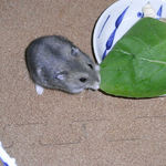 小松菜を食べるコー太