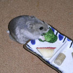 ブロッコリーを食べるコーキ