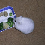 ブロッコリーを食べるましろ