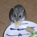 りんごを食べるコー太