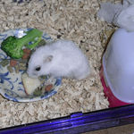 りんごを食べるアイです