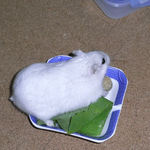 エサ皿を通り過ぎるましろ