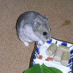 乾燥パパイヤを食べるコーキ