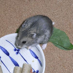 乾燥パパイヤを食べるコー太