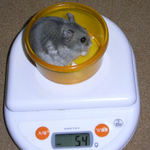 コーキは体重増加