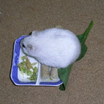 乾燥キャベツを食べるましろ