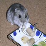 煮干を食べるコーキ