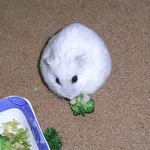 ブロッコリーを食べるましろ