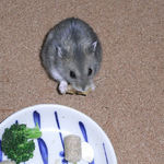 バナナチップを食べているコー太