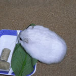 エサ皿に向かうましろ