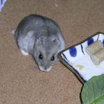 妙に警戒するコーキ