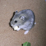 チーズを食べるコー太