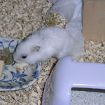 ハム用チーズを食べるアイ