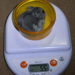 コーキは先週より体重増加