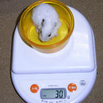 アイは体重増加