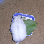 小松菜を食べるましろ