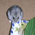 カメラ目線のコーキ