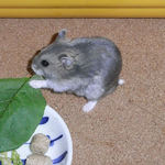 小松菜を食べるコー太