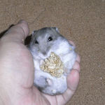 粟の穂で腹出し食いのコーキ