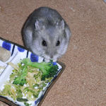 ブロッコリーを食べるコーキ