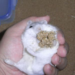 ましろも粟の穂腹出し食い