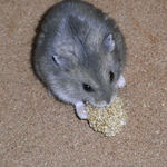 粟の穂を食べるコー太