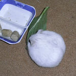 小松菜を食べるましろ