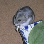 煮干を食べるコーキ