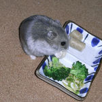 ハム用チーズを食べるコーキ