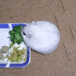 ブロッコリーを食べるましろ