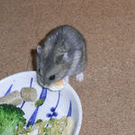 チーズを食べるコー太