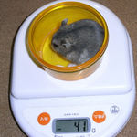 コー太は体重が減りました