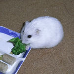 ブロッコリーを食べるましろ