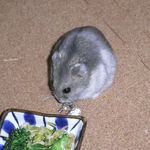 煮干を食べるコーキ