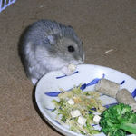 チーズを食べるコー太