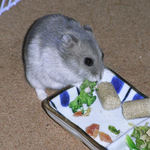 ブロッコリーを食べるコーキ