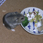 ブロッコリーを食べるコー太