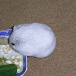 コメコメポップを食べるましろ