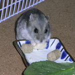 ハム用チーズを食べるコーキ