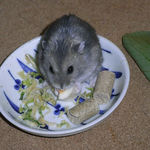 ハム用チーズを食べるコー太