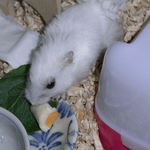 ハム用チーズを食べるアイ