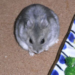 バナナチップを食べるコーキ