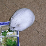 ブロッコリーを食べるましろ