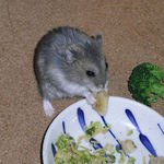 バナナチップを食べるコー太