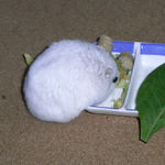 乾燥キャベツを食べるましろ