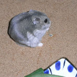 煮干を食べるコーキ