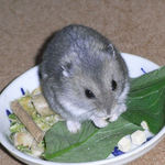 ひとくちチーズを食べるコー太