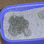 コーキのおしっこ量